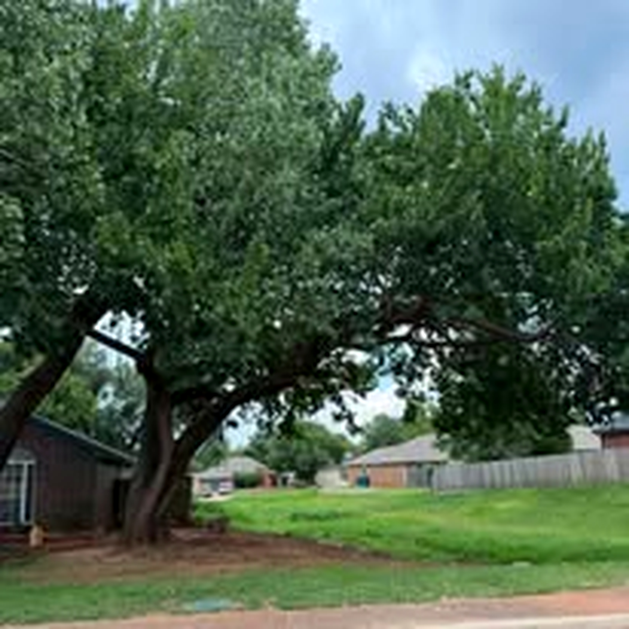 Mature tree