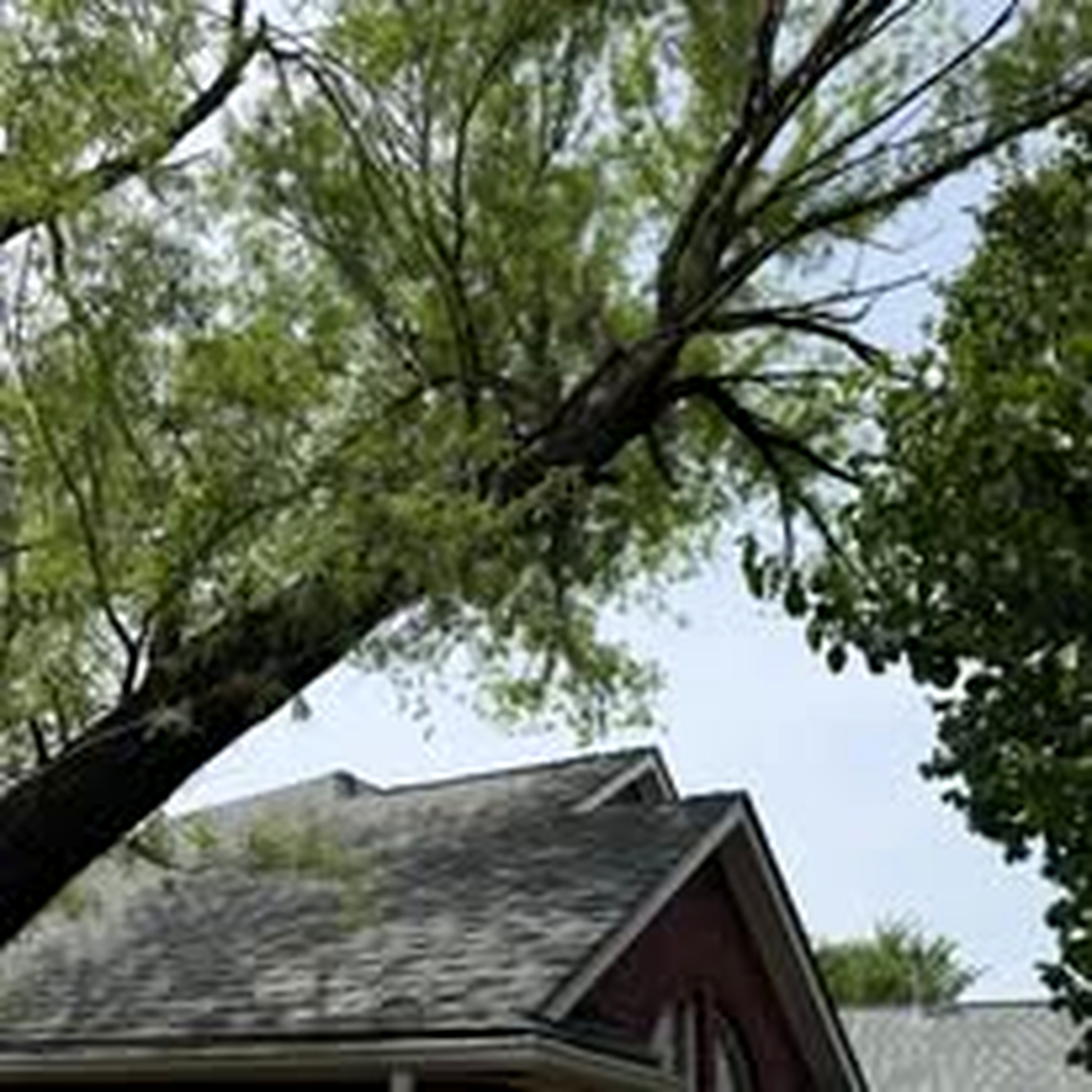 Tree trimming project