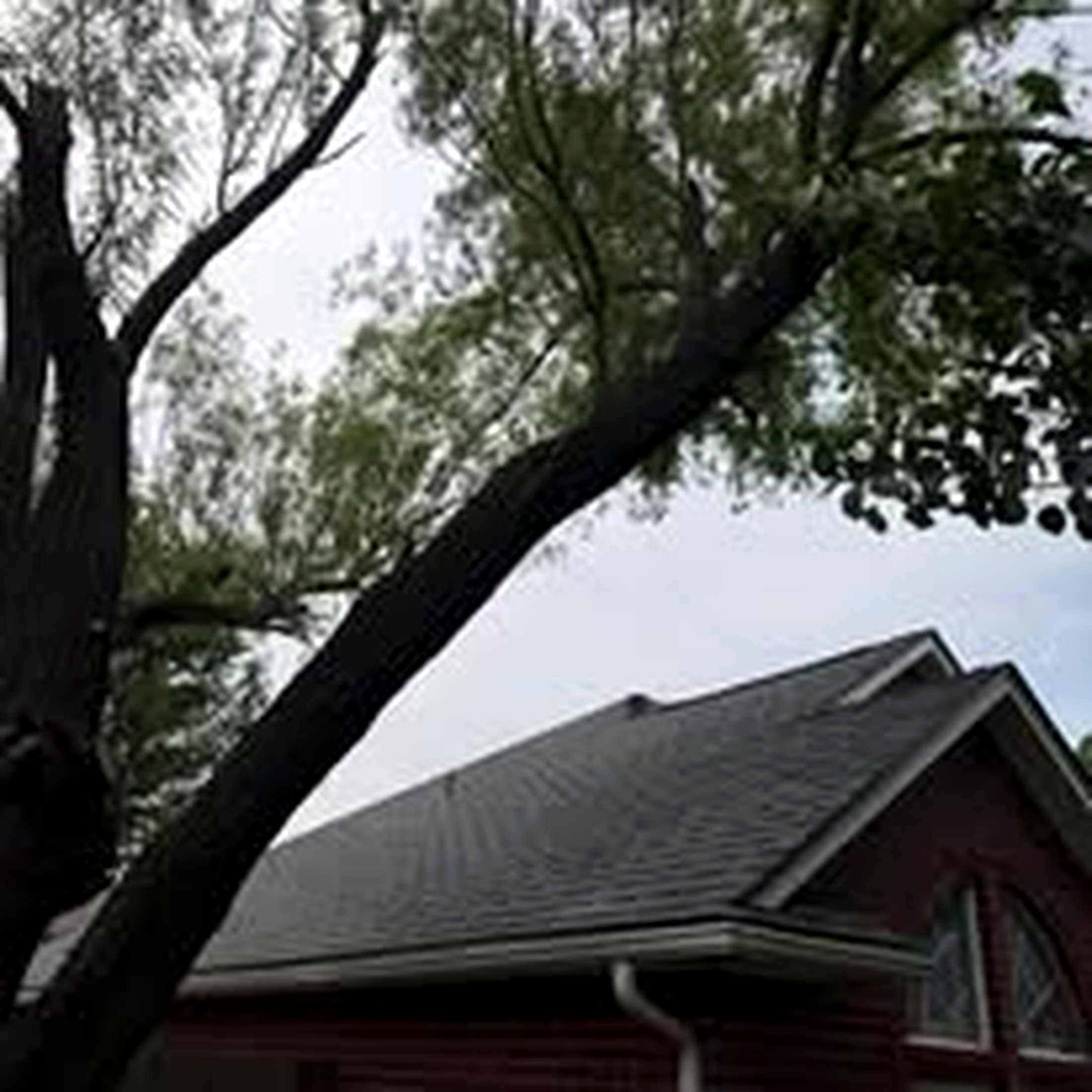 Tree service near roof