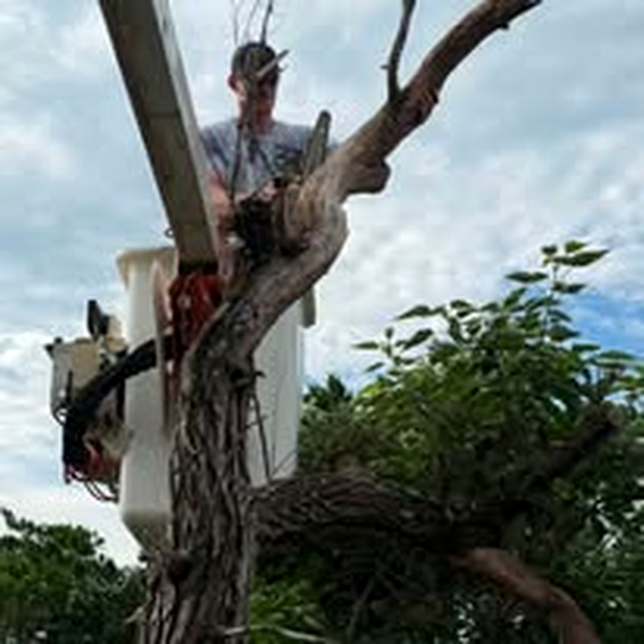 Jumps Tree Service tree work